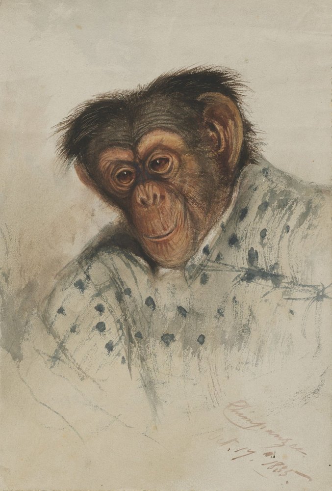 Edward Lear - chimpanzee head